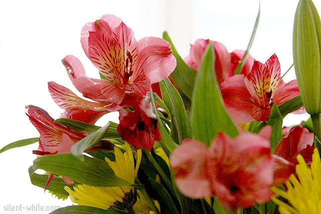 Dec 2009: One of my earliest DSLR photos.