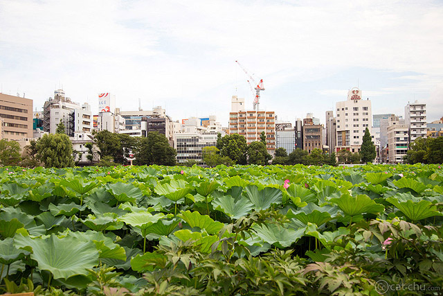 Pond in Ueno Park